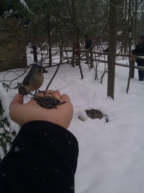 These birds aren't afraid of a little snow. 
