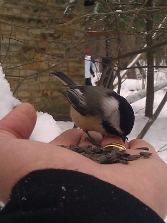 A black-capped chickadee in the hand